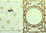 TBZ Pergament Transparent Karte genutet Nr.3008 geprägt Blüten