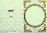 TBZ Pergament Transparent Karte genutet Nr.3009 geprägt Blüten